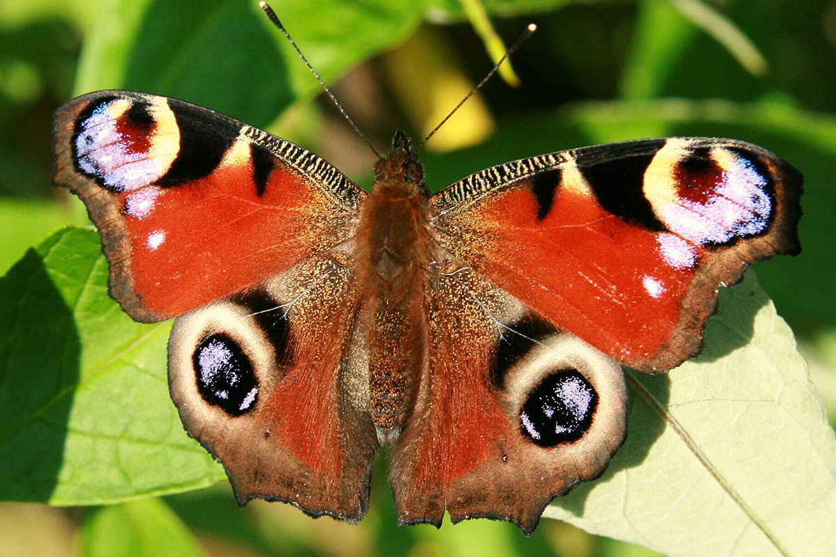 Schmetterling