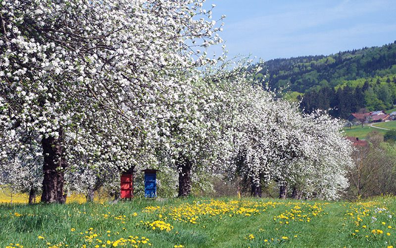 Streuobstbäume mit Bienenhotel