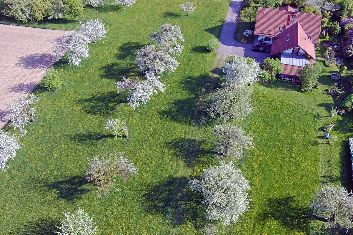 Streuobstwiese von oben