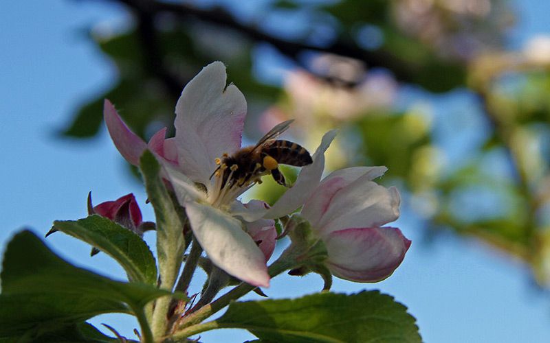 Biene auf Blüte