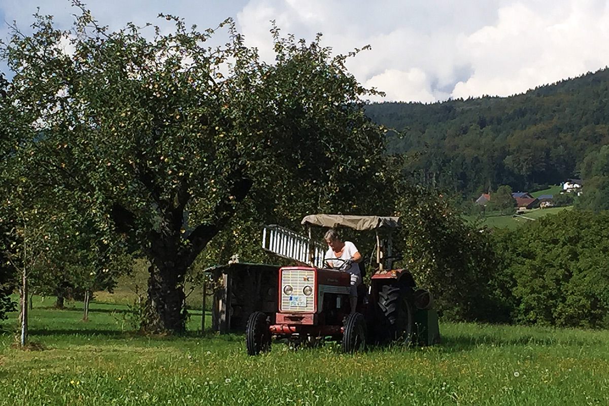 Streuobstarbeiten mit Traktor